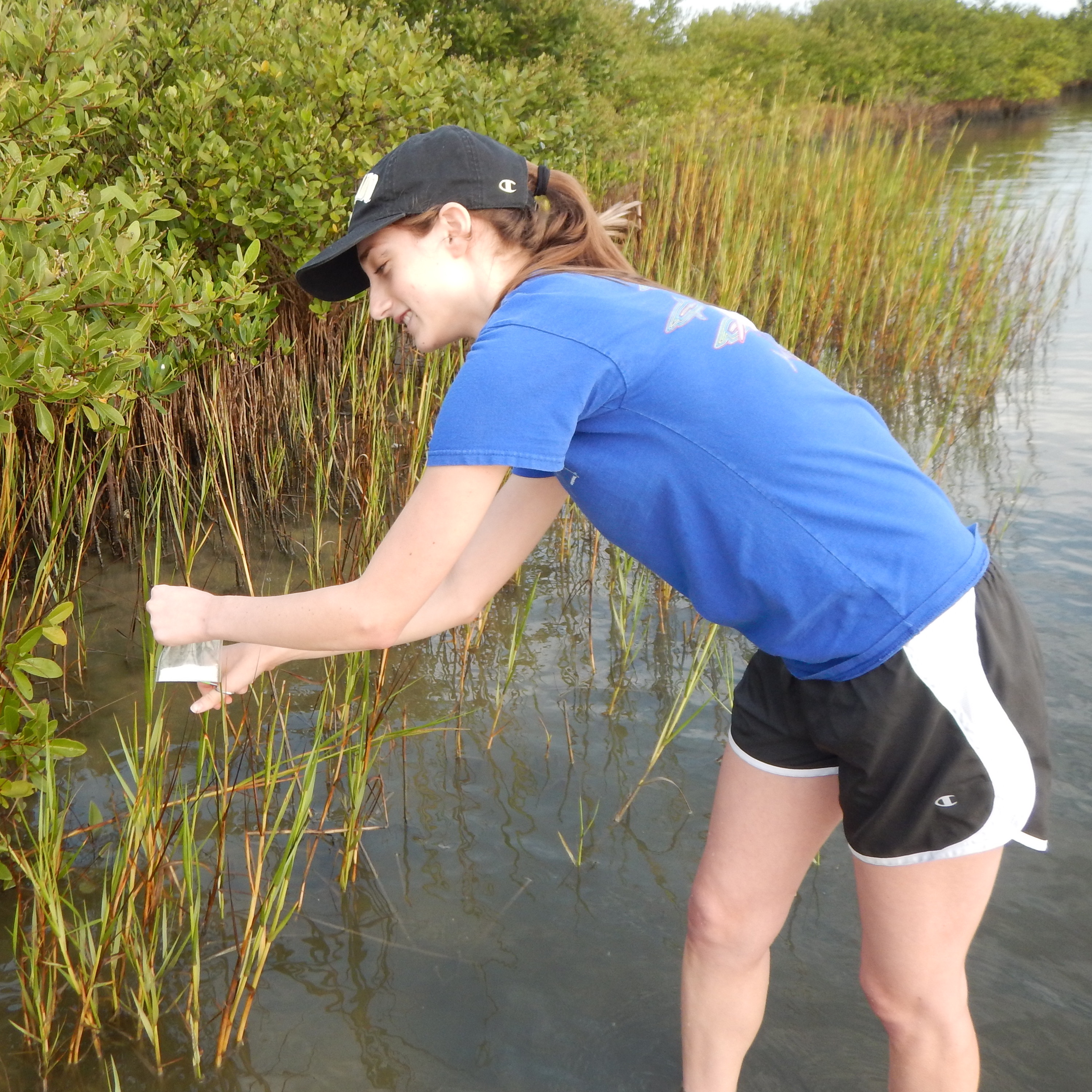 Shelly in the Indian River Lagoon picking leaf tissue from a patch of smooth cordgrass.