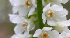 Close view the flowers of Galax urceolata