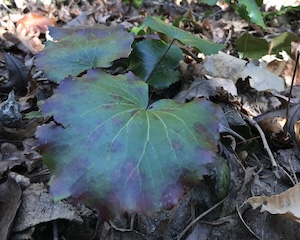 Image of Galax urceolata.
