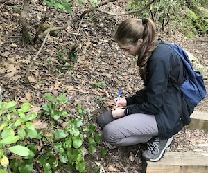 Image of Shelly collecting Galax urceolata.
